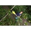 Секатор (сучкорез) RYOBI RY18PLA-0 (без батареи) система ONE +