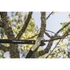 Сучкорез контактный PowerGear большой L77 FISKARS